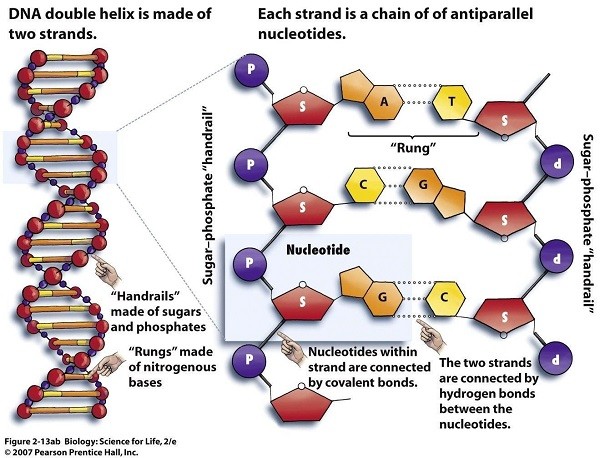 Dna Brainbee