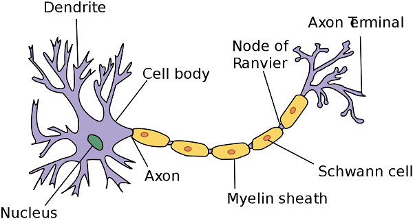 نورون شامل دندریت، جسم سلولی و آکسون است