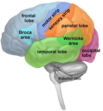 مغز انسان از 4 لوب تشکیل شده است